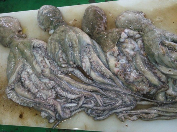 鹿児島 お茶