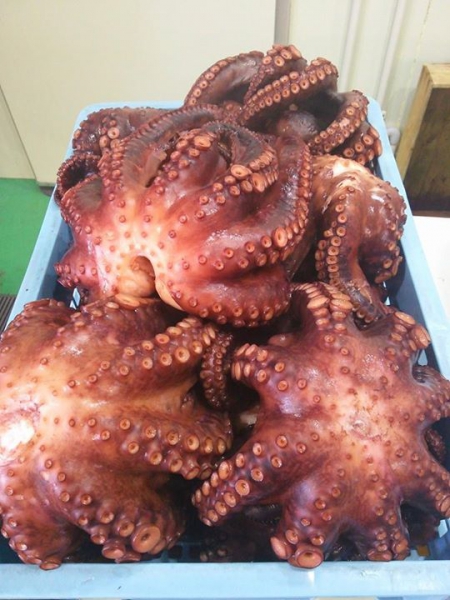 鹿児島 お茶