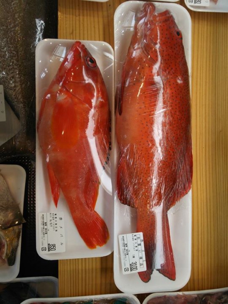 鹿児島 お茶